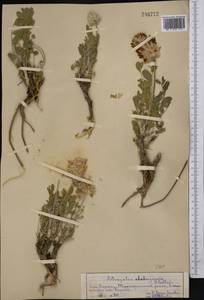 Астрагал алабугский B. Fedtsch., Средняя Азия и Казахстан, Западный Тянь-Шань и Каратау (M3) (Казахстан)