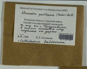 Callicladium haldaneanum (Grev.) H.A. Crum, Гербарий мохообразных, Мхи - Центральное Нечерноземье (B6) (Россия)