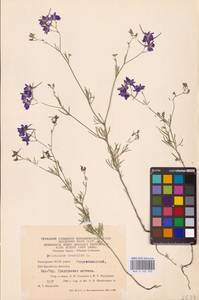 Delphinium consolida subsp. consolida, Восточная Европа, Восточный район (E10) (Россия)