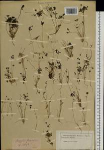 Тонкоплодник дымянковый (L.) Rchb., Сибирь, Якутия (S5) (Россия)