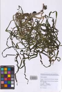 Взморник морской, Зостера морская L., Сибирь, Чукотка и Камчатка (S7) (Россия)