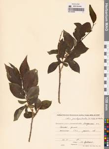 Ива ложнопятитычинковая (Flod.) Flod., Сибирь, Чукотка и Камчатка (S7) (Россия)