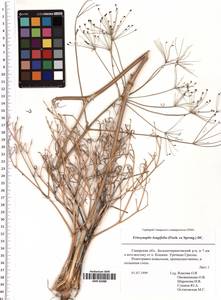Ferula longifolia Fisch. ex Spreng., Восточная Европа, Средневолжский район (E8) (Россия)