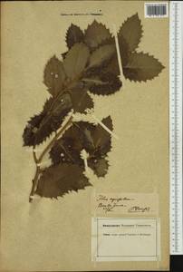 Ilex aquifolium L., Западная Европа (EUR) (Швейцария)