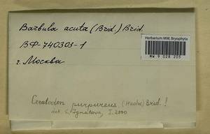 Ceratodon purpureus (Hedw.) Brid., Гербарий мохообразных, Мхи - Москва и Московская область (B6a) (Россия)