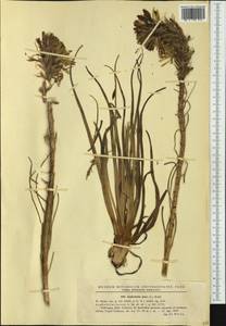 Асфоделина желтая (L.) Rchb., Западная Европа (EUR) (Румыния)