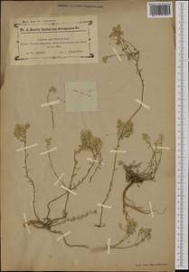 Odontarrhena serpyllifolia (Desf.) Jord. & Fourr., Западная Европа (EUR) (Франция)