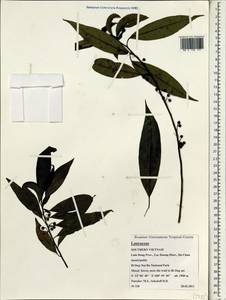 Lauraceae, Зарубежная Азия (ASIA) (Вьетнам)