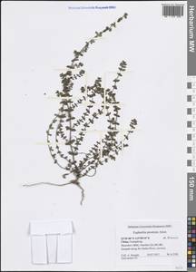 Euphorbia prostrata Aiton, Зарубежная Азия (ASIA) (КНР)