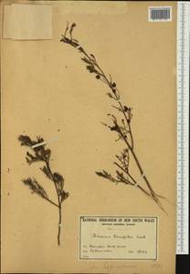 Dodonaea tenuifolia Lindl., Австралия и Океания (AUSTR) (Австралия)