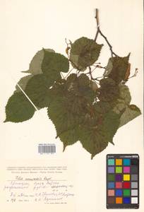 Липа амурская Rupr., Сибирь, Дальний Восток (S6) (Россия)