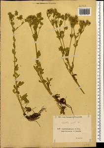 Лапчатка стоповидная Willd., Кавказ, Азербайджан (K6) (Азербайджан)