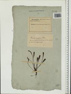 Drosera × anglica Huds., Восточная Европа, Северный район (E1) (Россия)