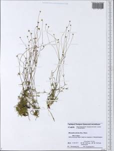 Минуарция прямая (Sw.) Rchb., Сибирь, Западная Сибирь (S1) (Россия)