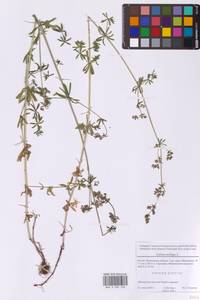 Подмаренник мягкий L., Восточная Европа, Московская область и Москва (E4a) (Россия)