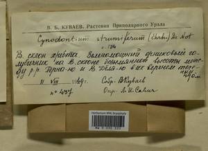Cynodontium strumiferum (Hedw.) Lindb., Гербарий мохообразных, Мхи - Западная Сибирь (включая Алтай) (B15) (Россия)