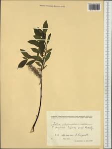 Ива, Западная Европа (EUR) (Норвегия)