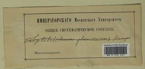 Saelania glaucescens (Hedw.) Broth., Гербарий мохообразных, Мхи (без точных пунктов) (B0)