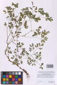 Хохлатка охотская Turcz., Восточная Европа, Московская область и Москва (E4a) (Россия)