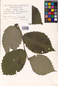 Вяз голый, Вяз шершавый Huds., Восточная Европа, Северо-Западный район (E2) (Россия)