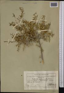 Xylosalsola arbuscula (Pall.) Tzvelev, Средняя Азия и Казахстан, Муюнкумы, Прибалхашье и Бетпак-Дала (M9) (Казахстан)