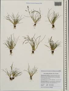 Puccinellia capillaris subsp. pulvinata (Fr.) Tzvelev, Восточная Европа, Северный район (E1) (Россия)