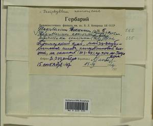 Plagiothecium cavifolium (Brid.) Z. Iwats., Гербарий мохообразных, Мхи - Дальний Восток (без Чукотки и Камчатки) (B20) (Россия)