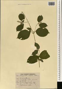 Соломоцвет шероховатый L., Зарубежная Азия (ASIA) (Индия)