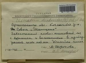 Climacium dendroides (Hedw.) F. Weber & D. Mohr, Гербарий мохообразных, Мхи - Архангельская и Вологодская области, Коми, Ненецкий АО (B7) (Россия)