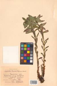 Молочай рощевый Rupr., Сибирь, Дальний Восток (S6) (Россия)