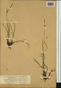 Carex ferruginea Scop., Западная Европа (EUR) (Австрия)