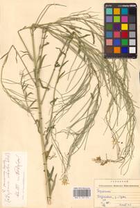 Желтушник душистый Ehrh., Восточная Европа, Западно-Украинский район (E13) (Украина)