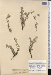 Anaphalis tenuisissima C. C. Chang, Средняя Азия и Казахстан, Памир и Памиро-Алай (M2) (Таджикистан)