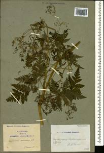 Anthriscus sylvestris subsp. sylvestris, Кавказ, Армения (K5) (Армения)