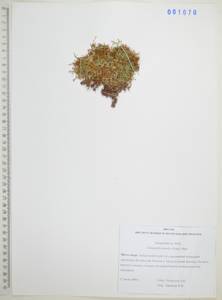 Плаунок северный (Kaulf.) Spring, Сибирь, Дальний Восток (S6) (Россия)