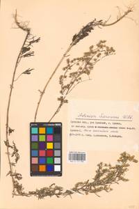 Полынь Сиверса Ehrh. ex Willd., Восточная Европа, Западный район (E3) (Россия)