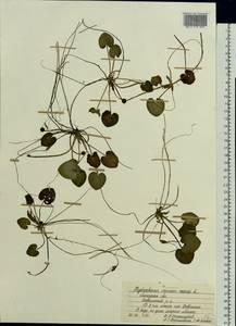 Водокрас обыкновенный, Водокрас лягушачий L., Восточная Европа, Центральный лесостепной район (E6) (Россия)