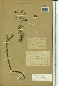 Гетеропаппус алтайский (Willd.) Novopokr., Сибирь, Прибайкалье и Забайкалье (S4) (Россия)