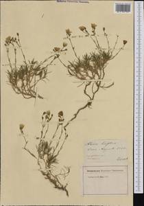 Cherleria capillacea (All.) A.J.Moore & Dillenb., Западная Европа (EUR) (Швейцария)