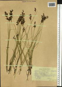 Juncus gerardi subsp. atrofuscus (Rupr.) Printz, Сибирь, Алтай и Саяны (S2) (Россия)