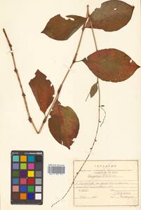 Persicaria filiformis (Thunb.) Nakai, Сибирь, Дальний Восток (S6) (Россия)