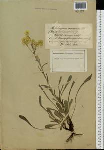 Цмин песчаный (L.) Moench, Восточная Европа, Южно-Украинский район (E12) (Украина)