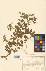 Lathyrus japonicus var. maritimus (L.) J.T.Kartesz & Gandhi, Сибирь, Дальний Восток (S6) (Россия)