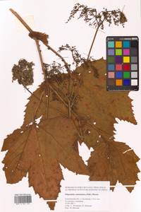 Таволга камчатская (Pall.) Maxim., Сибирь, Дальний Восток (S6) (Россия)