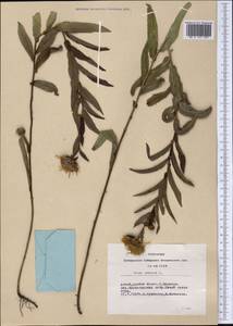 Pentanema salicinum subsp. salicinum, Сибирь, Алтай и Саяны (S2) (Россия)