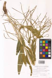 Вечерница печальная L., Восточная Европа, Ростовская область (E12a) (Россия)