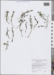 Хвостник обыкновенный, Водяная сосенка L., Сибирь, Якутия (S5) (Россия)