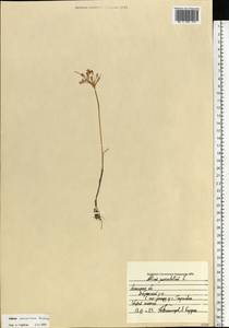Лук предвиденный Rchb., Восточная Европа, Центральный лесостепной район (E6) (Россия)