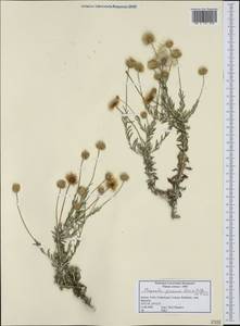 Phagnalon graecum Boiss. & Heldr., Западная Европа (EUR) (Греция)