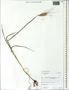 Пшеница летняя, Пшеница обыкновенная L., Восточная Европа, Центральный лесной район (E5) (Россия)